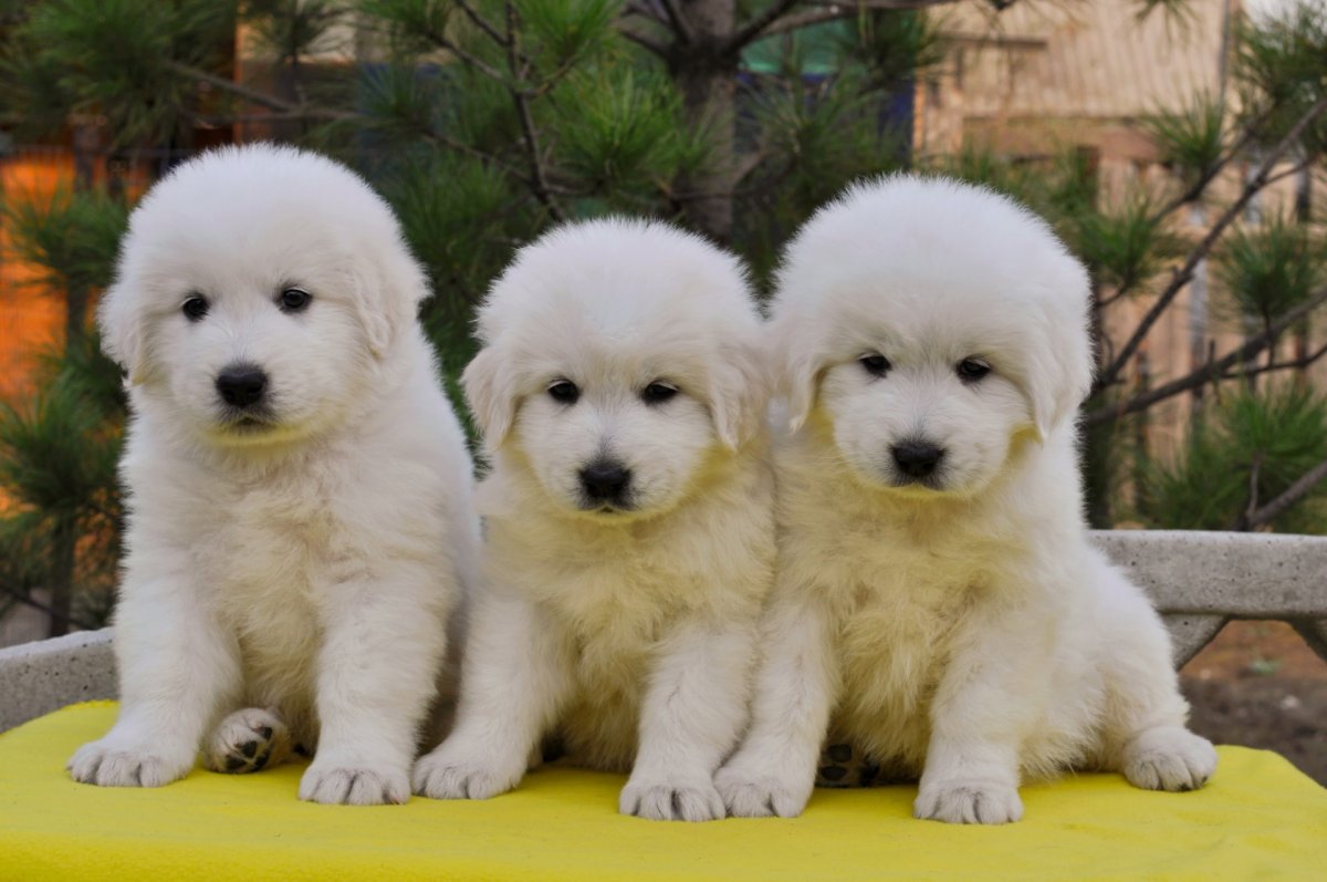 Маремма Австрийская