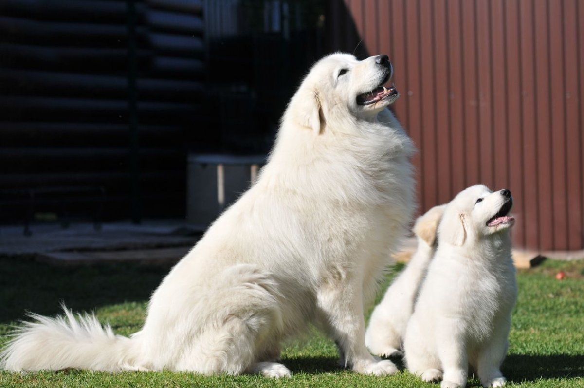 Мареммо-абруцкую овчарку