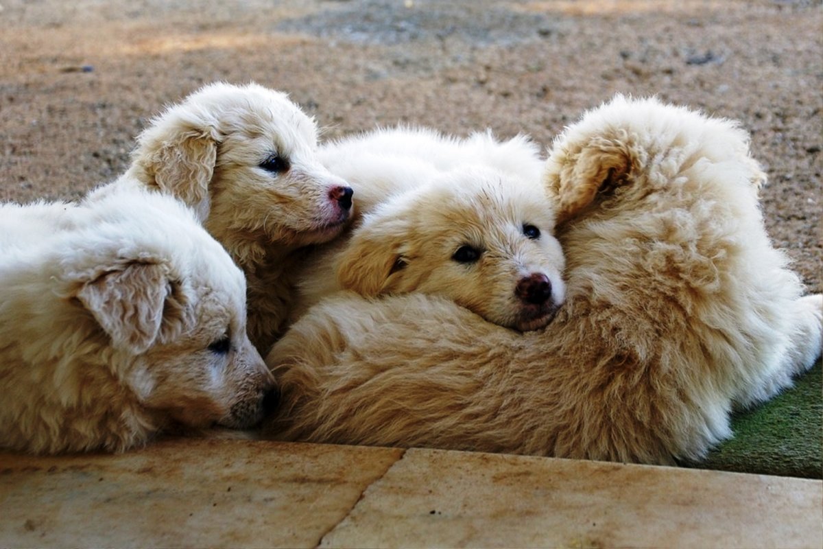 Марианна абруццкая овчарка