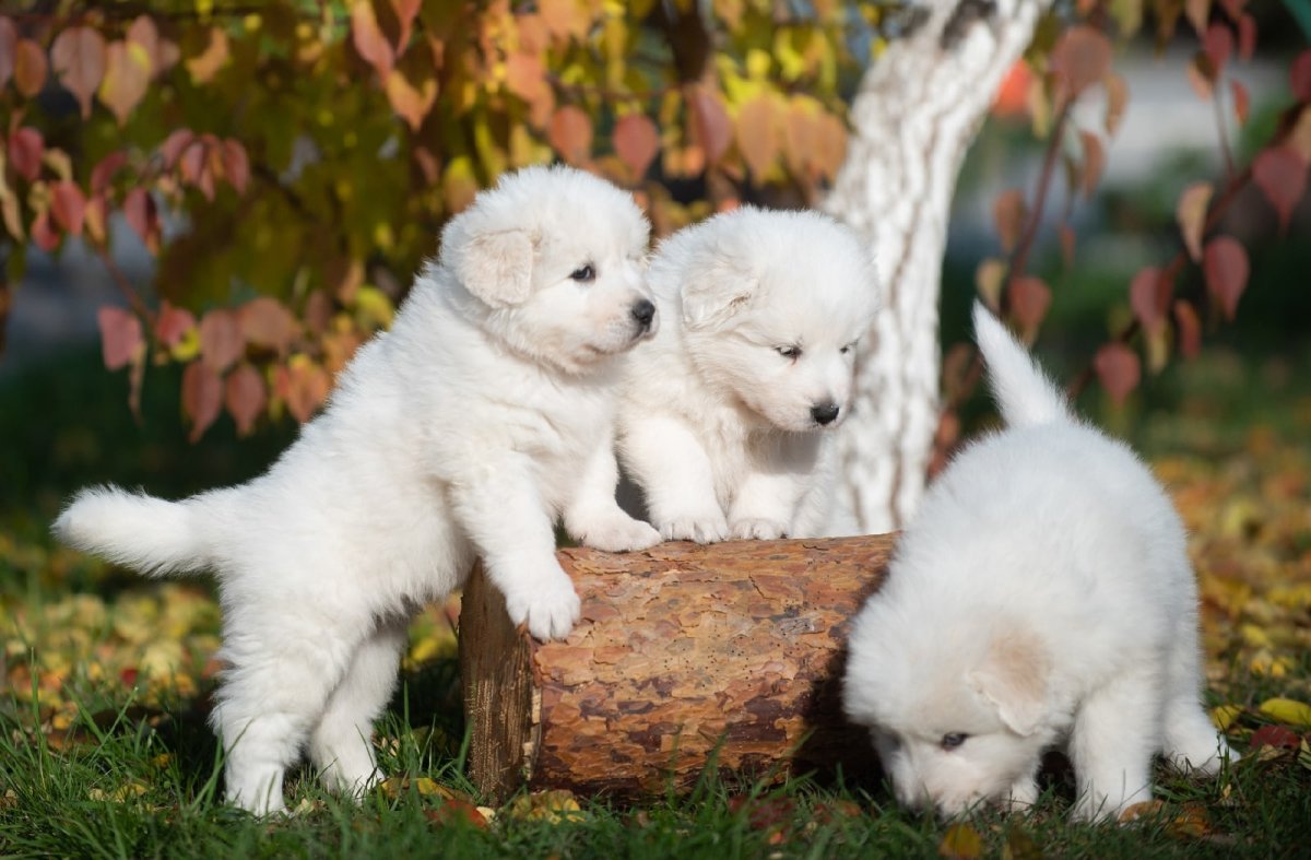 Маремма абруццкая