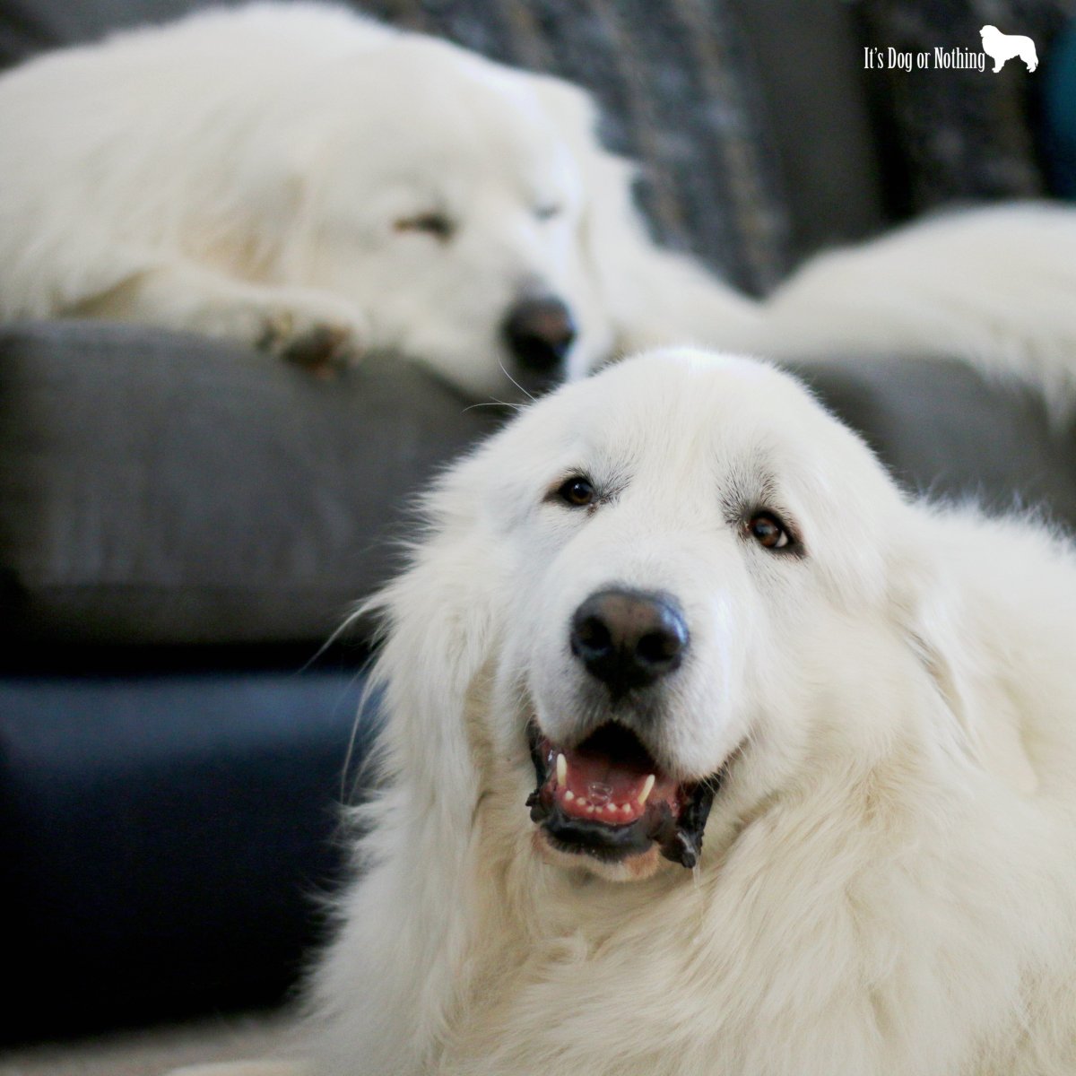 Маремма с подписью