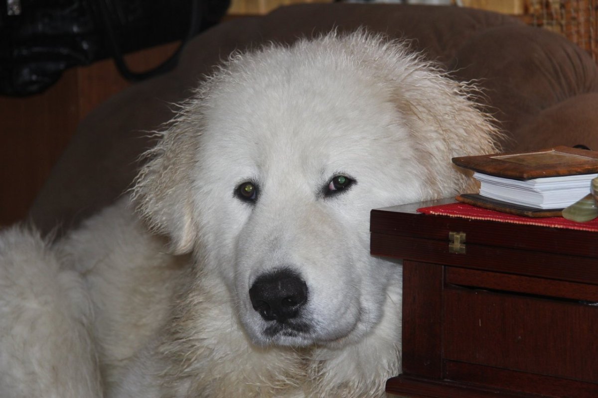 Порода собак турецкий Акбаш