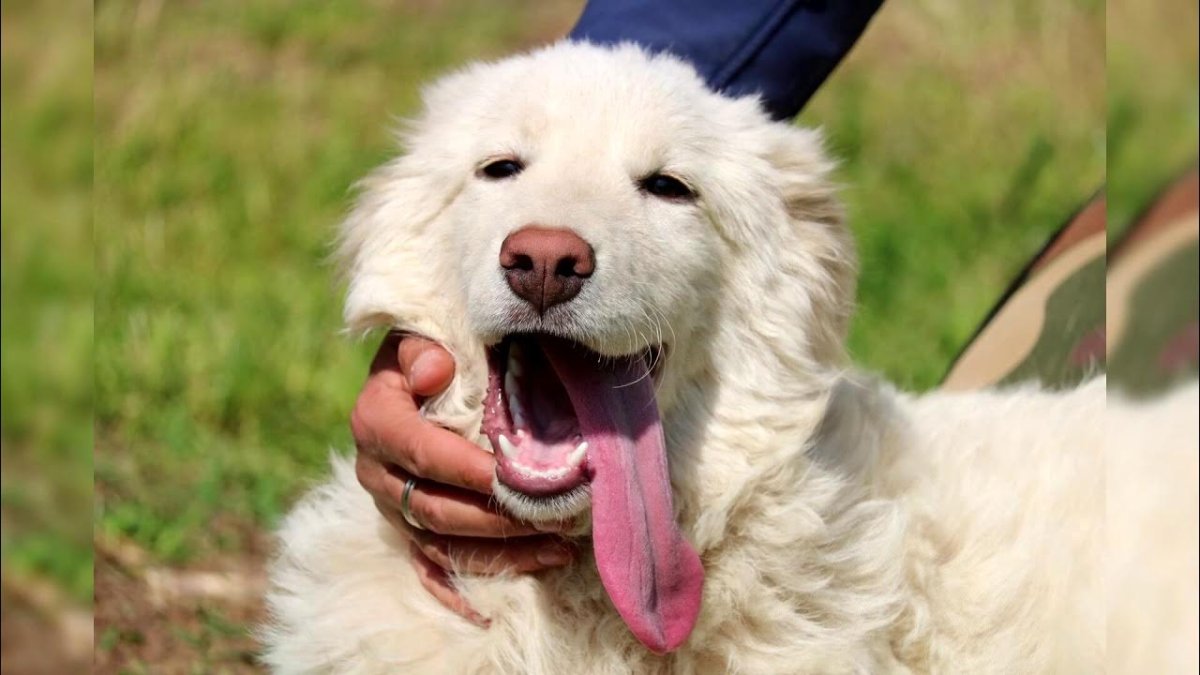 Маремма-абруццкая овчарка с человеком