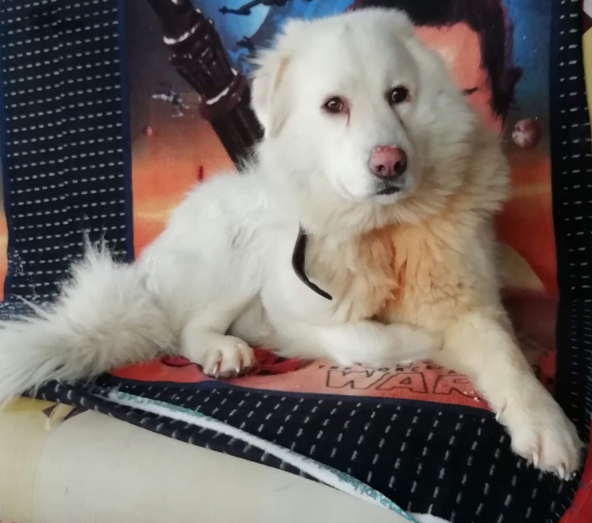 Маремма-абруццкая овчарка щенки