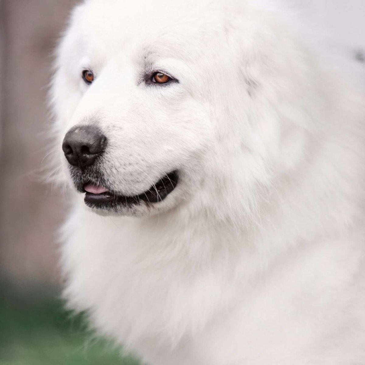 Маремо - абрудццкая овчарка месячные щенки