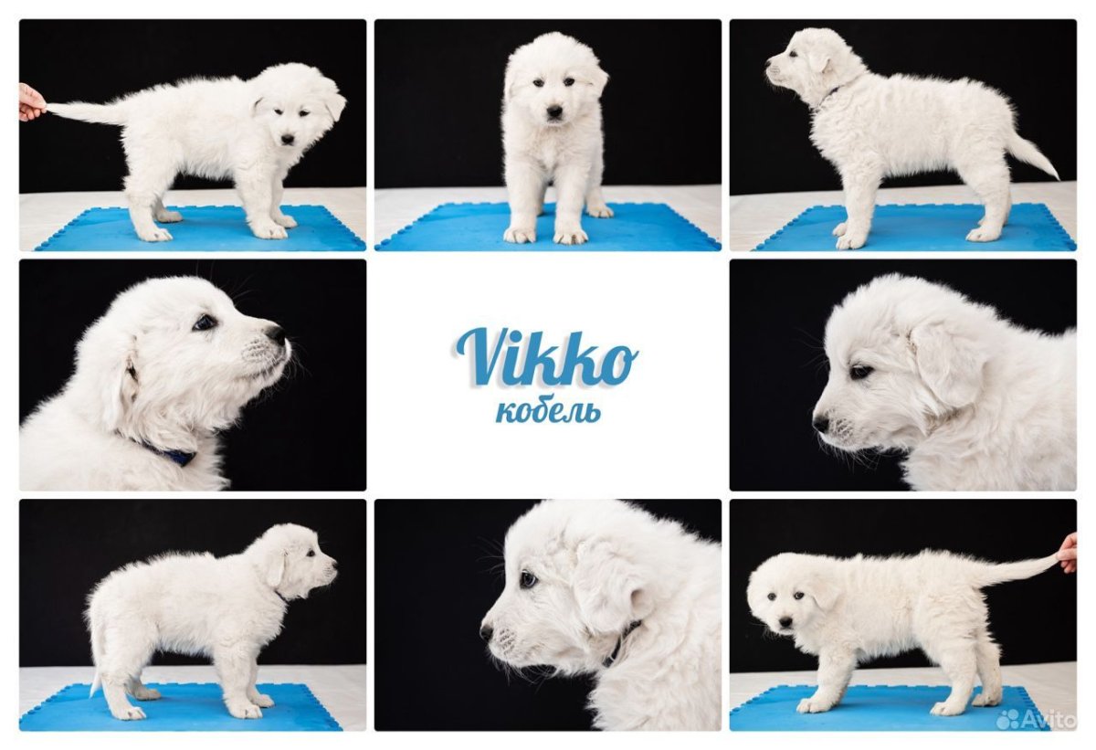 Маремма фото с выставки