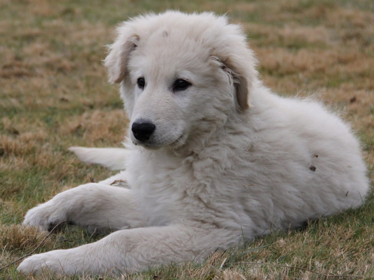 Мама мабрускаяя овчарка