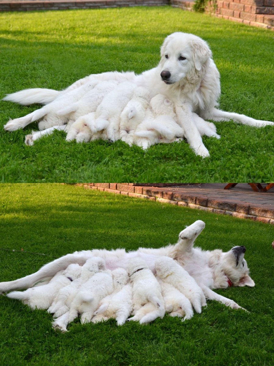 Маемоабруццкая овчарка