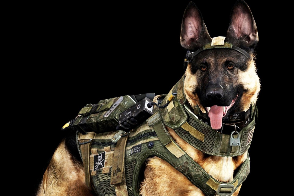 K9 овчарка Army