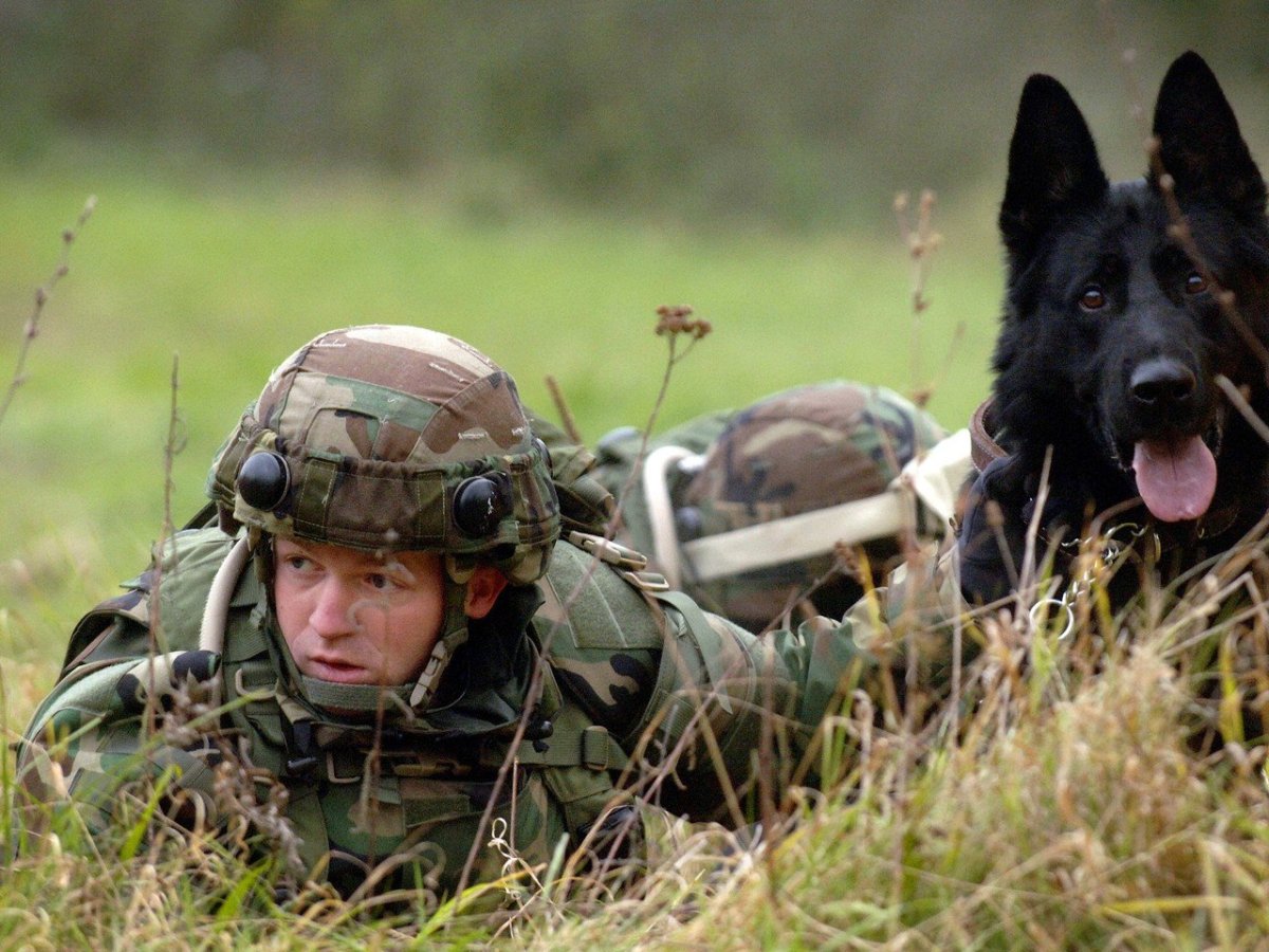 Военная собака