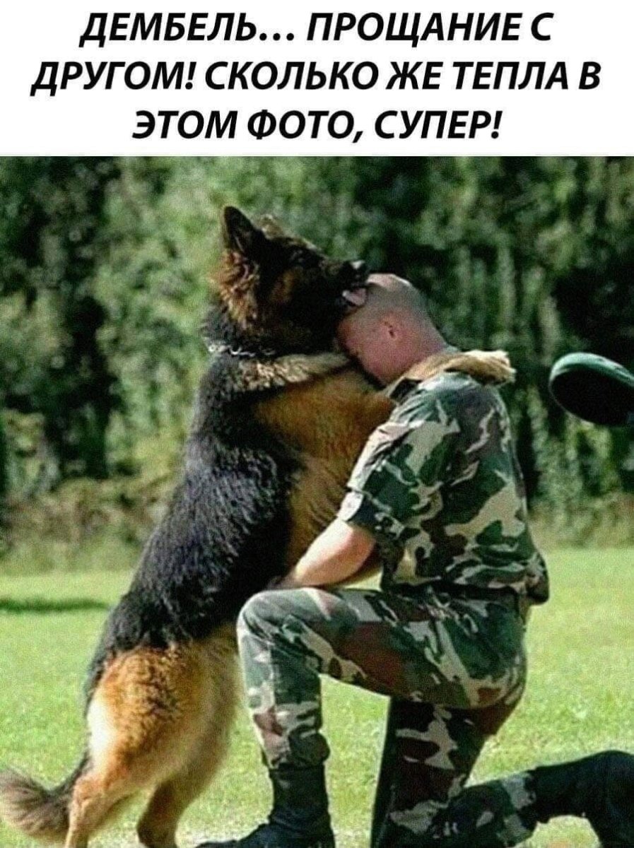 Пограничная собака