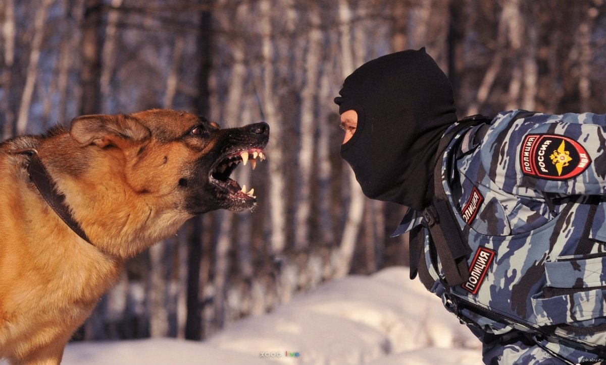 СОБР кинолог