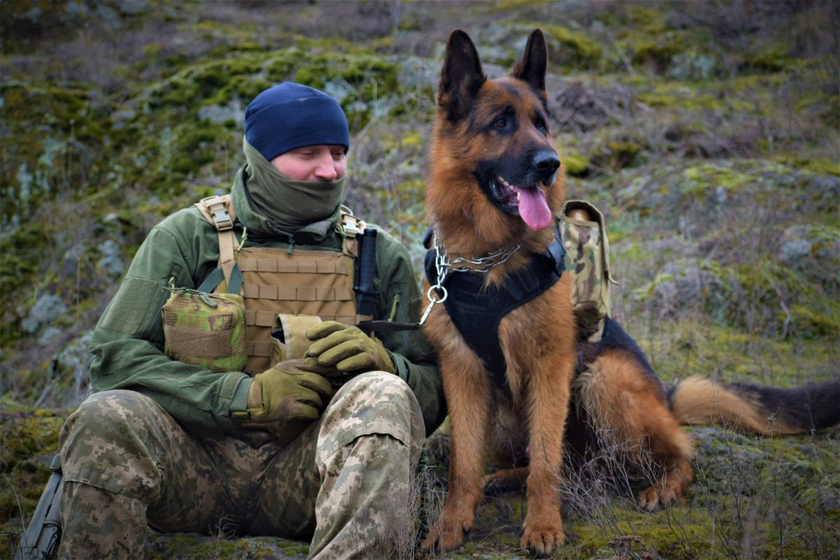 Служебные собакисобаки