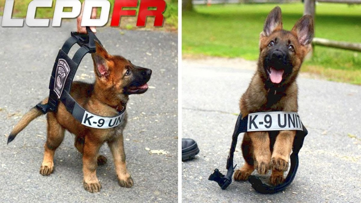 Маленькие служебные собаки