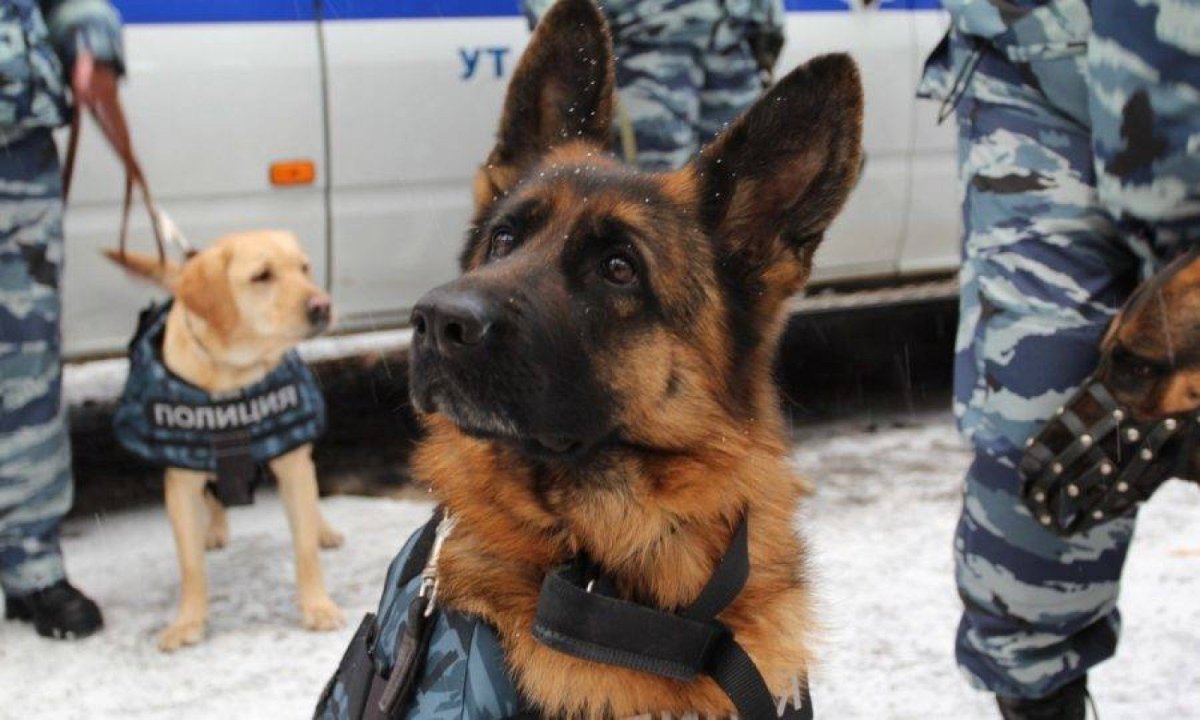 Кинологическая служба полиции МВД России