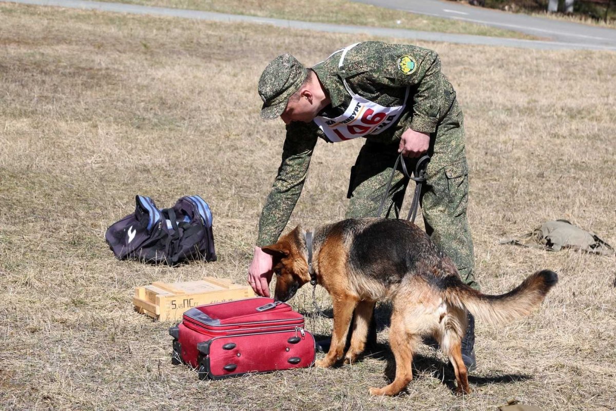 Собака ищет взрывчатку