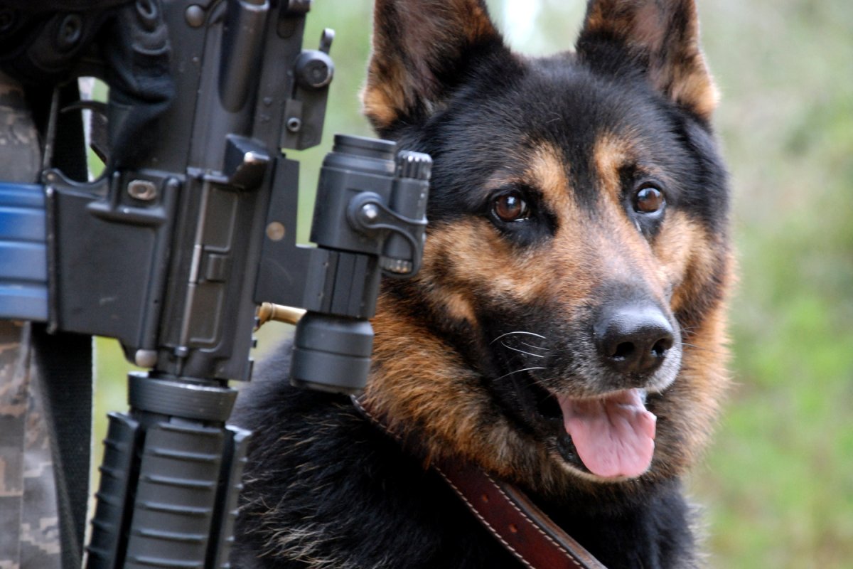 K9 овчарка Army
