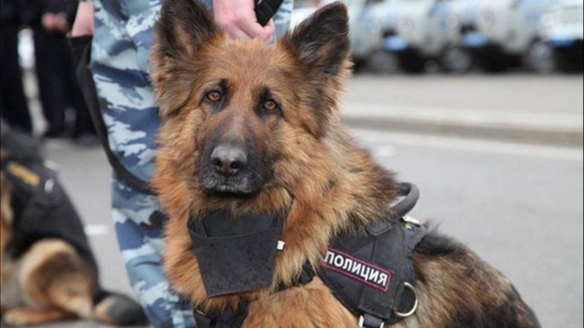 Овчарка МВД