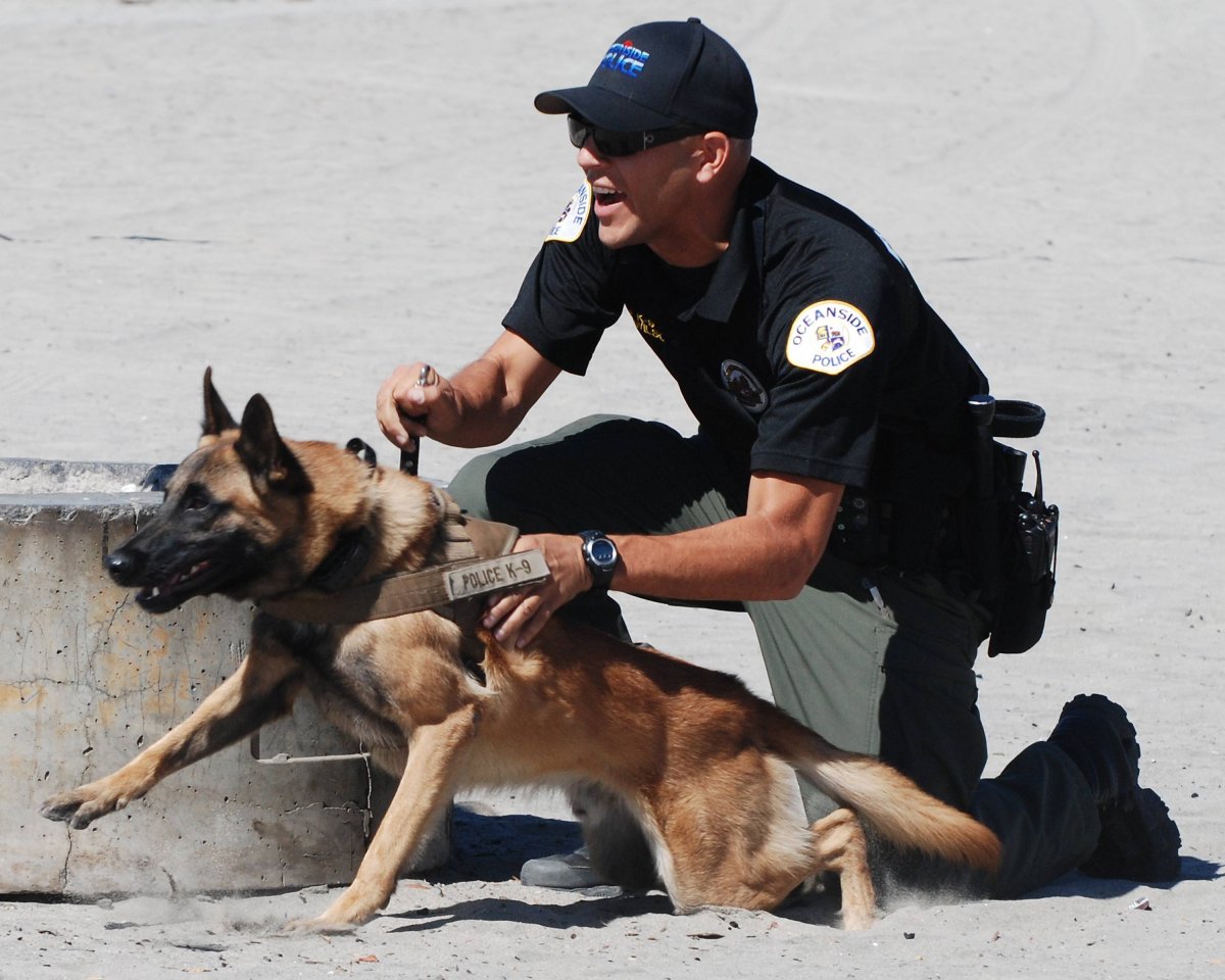 Малинуа Бельгийская овчарка полицейские