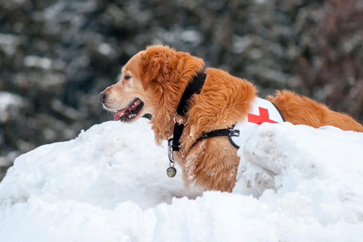 Собака спасатель золотистый ретривер