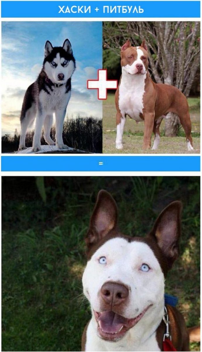 Помесь хаски и золотистого ретривера