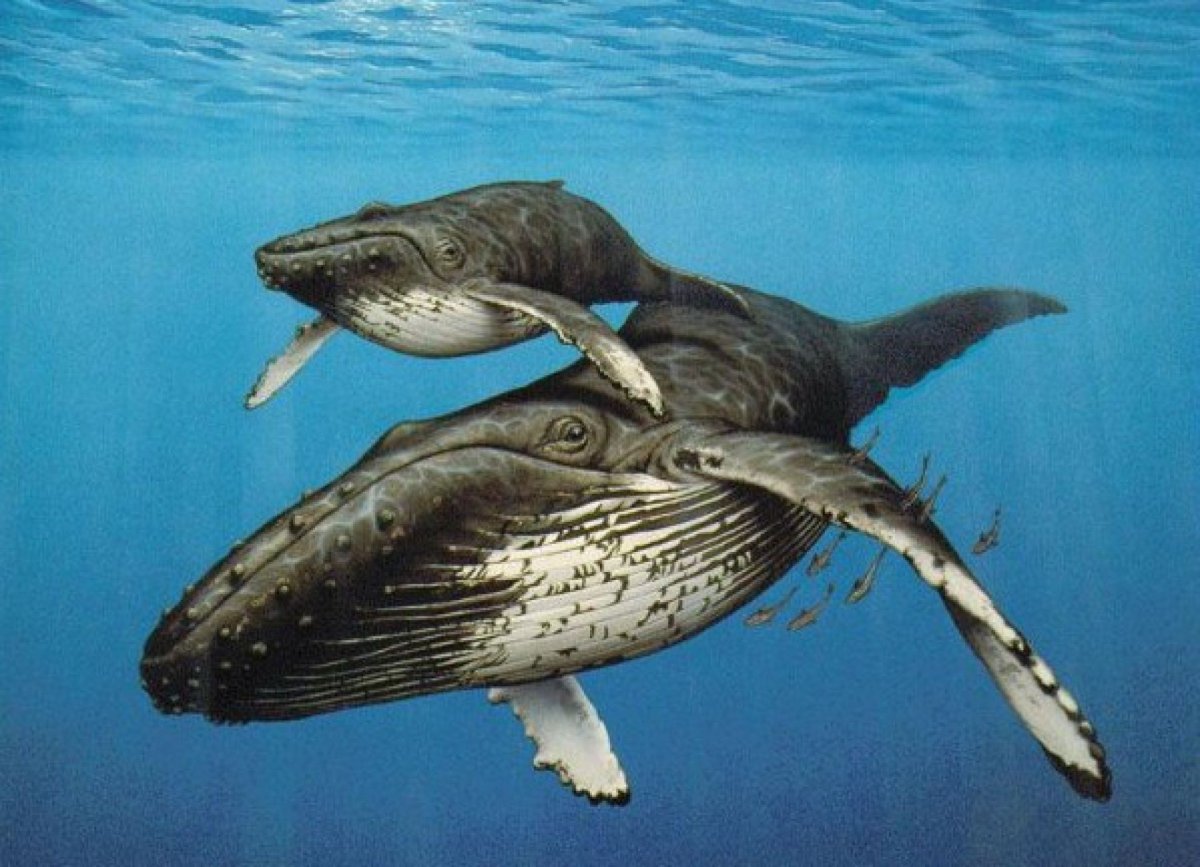 Голубой кит с китенком