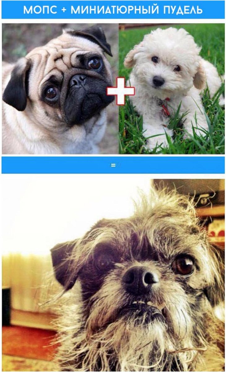 Корги Далматин