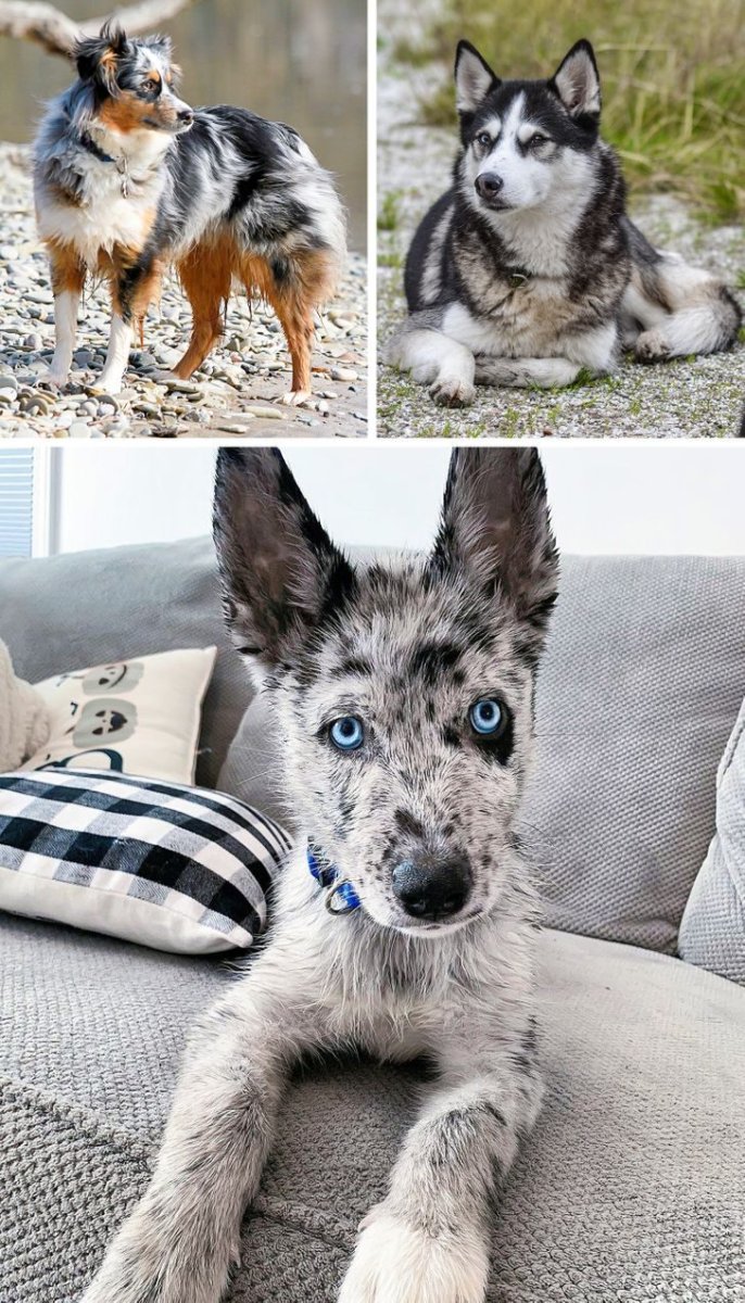 Породы кошек и собак