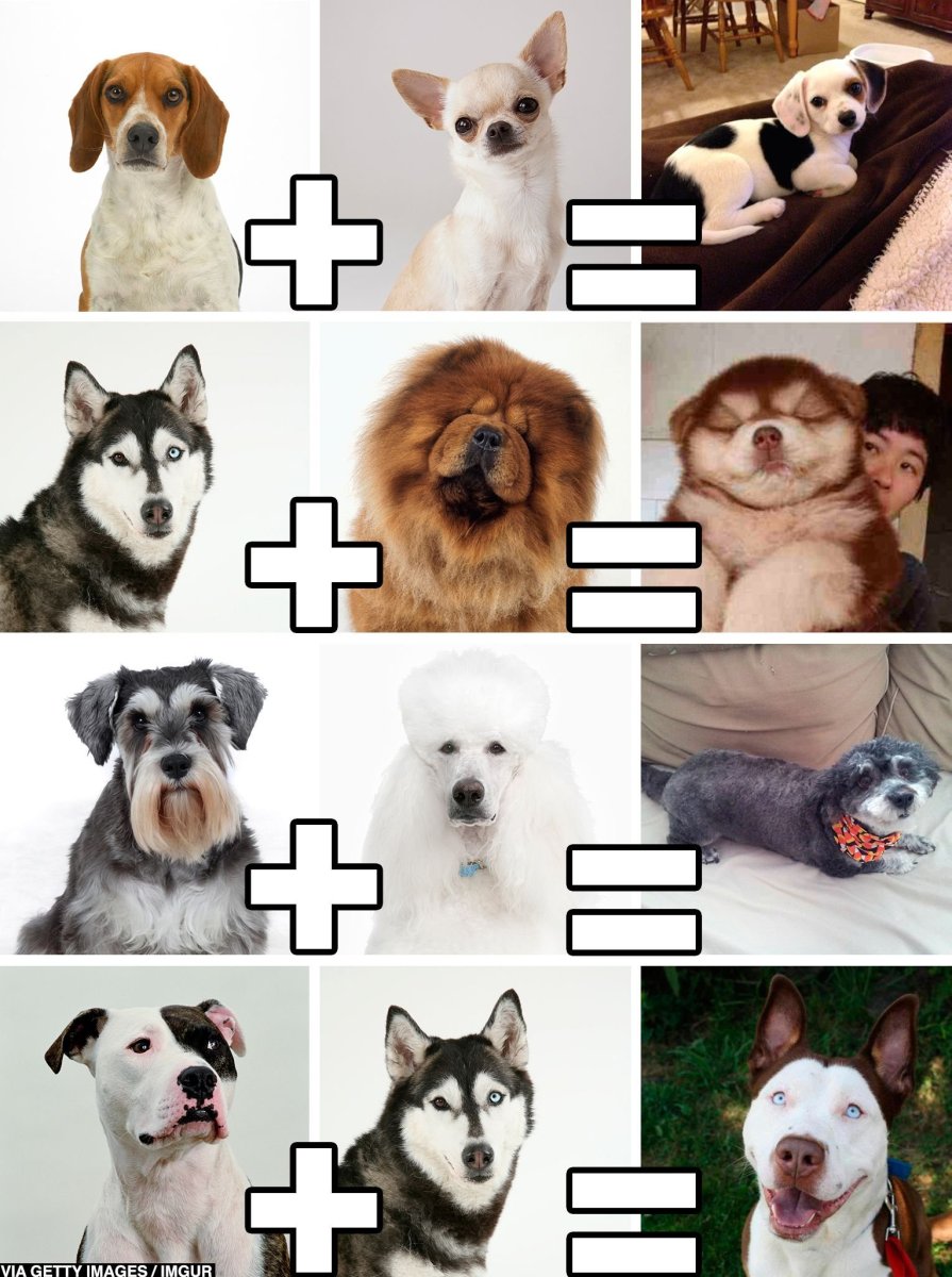 Помесь хаски и корги