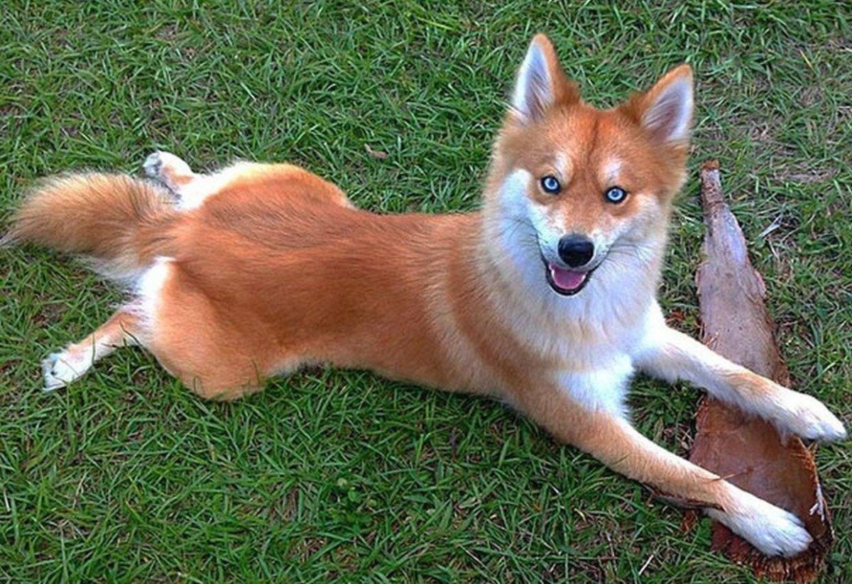 Смесь животных