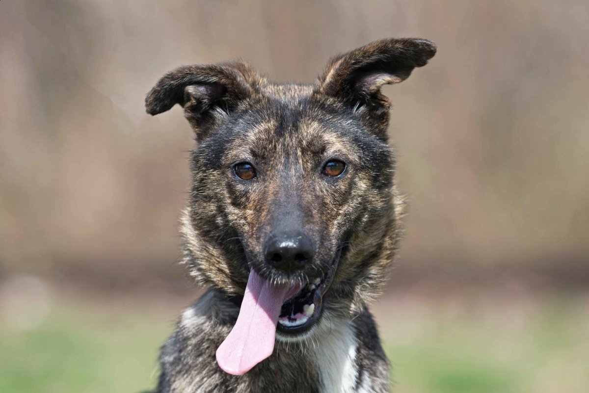 Смесь корги и хаски