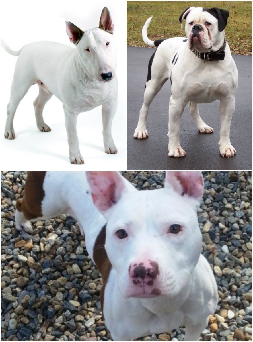 Доберман-пинчер альбинос