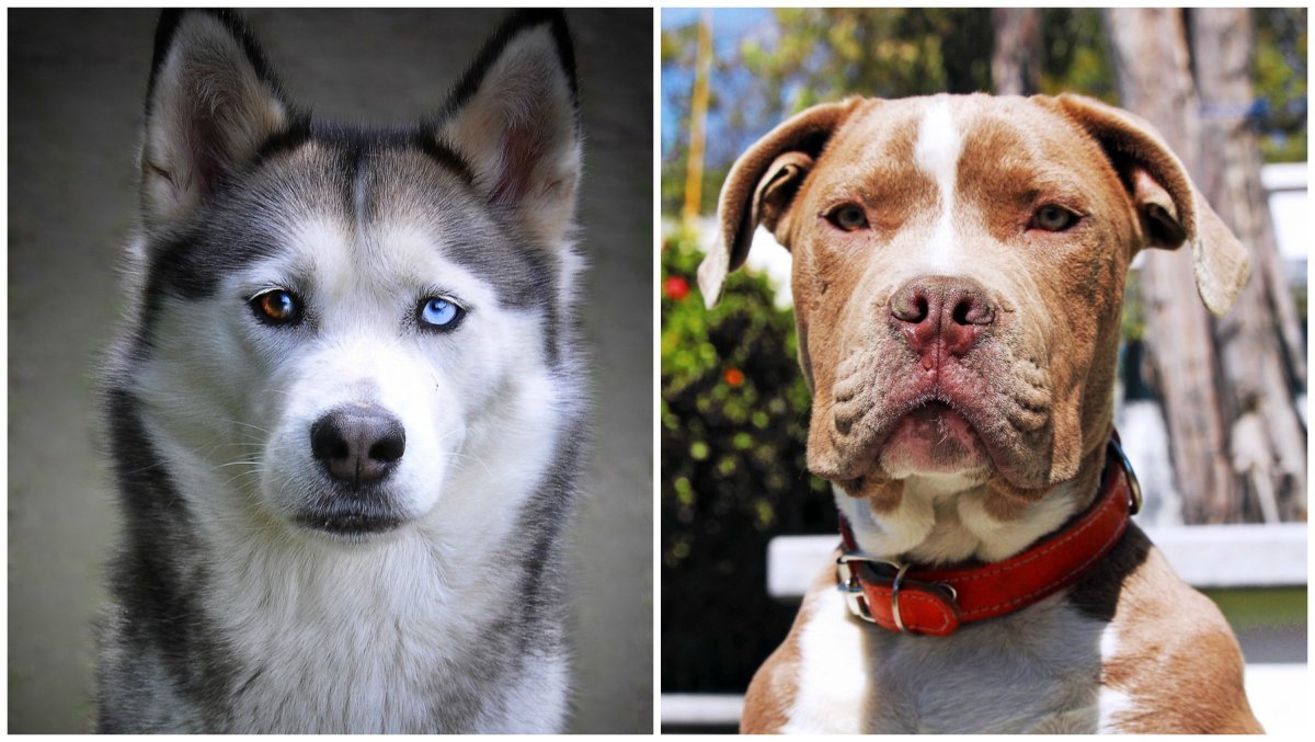 Помесь хаски и золотистого ретривера