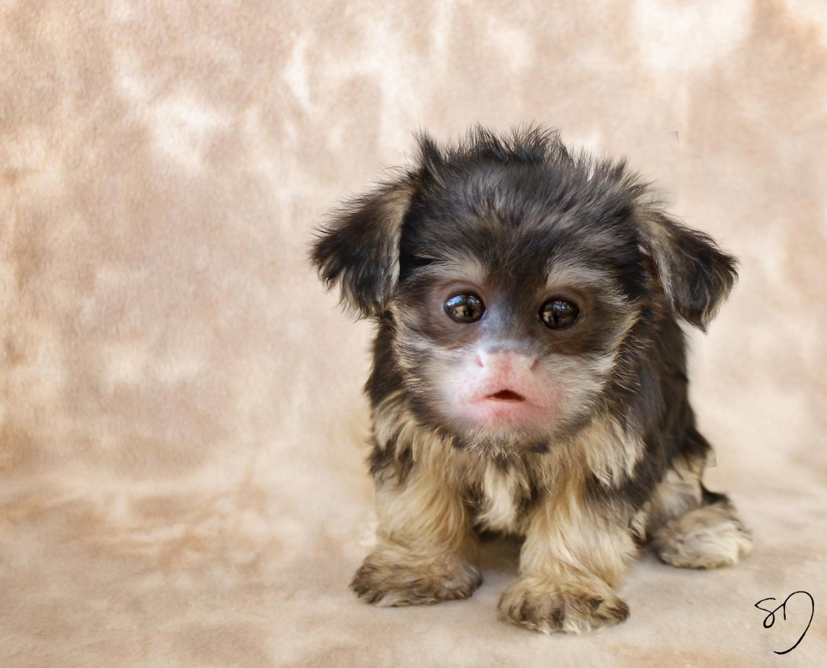 Собака породы дворняга дворняжка