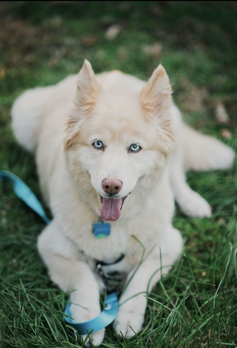 Веселая собака