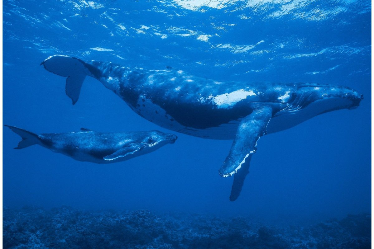 Детеныш кита