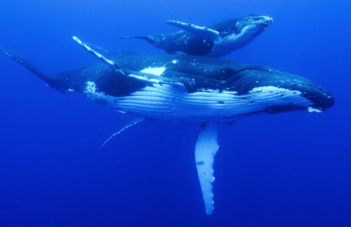 Кит Горбач с детенышем