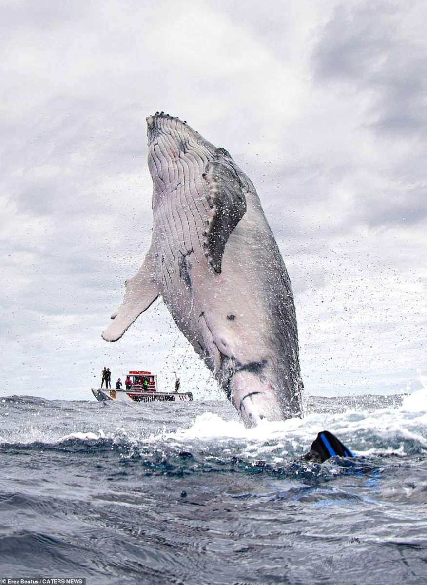 Кит с китенком эскиз