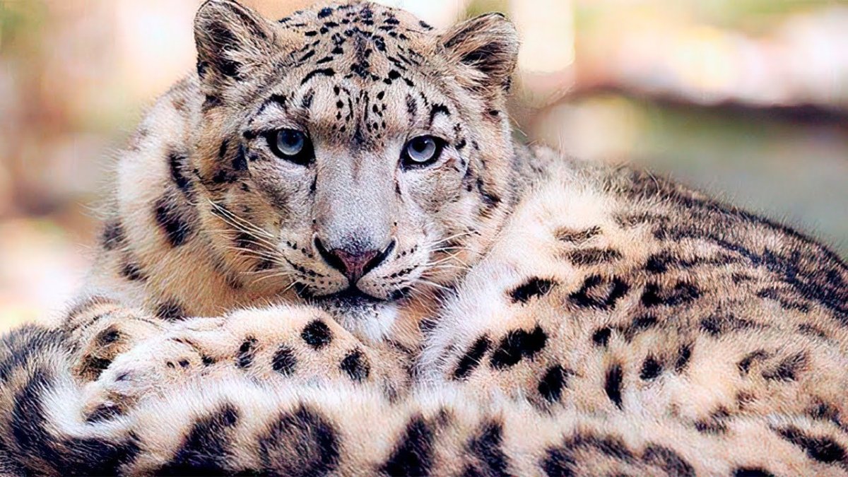 Тигр золотого окраса