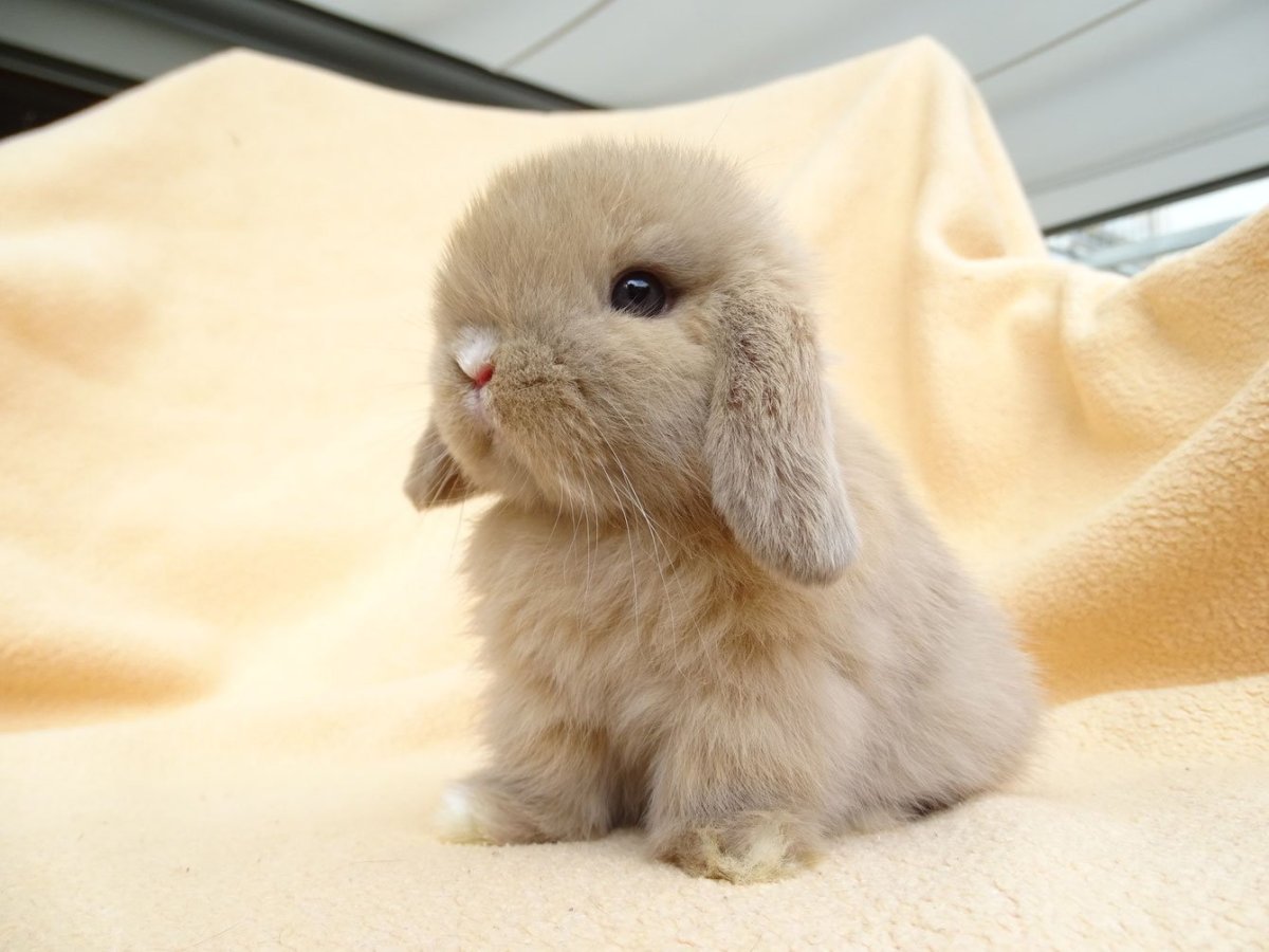 Зайчиха с зайчонком