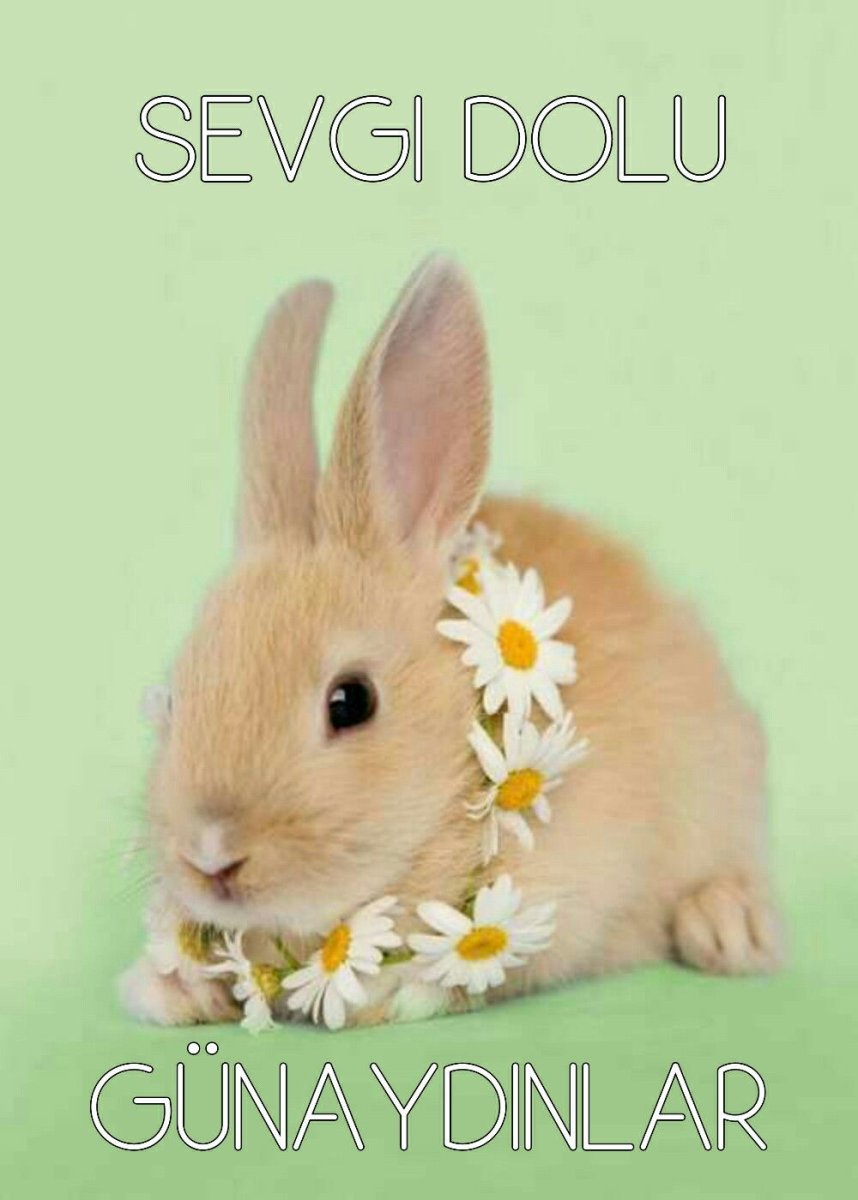 Красивые кролики