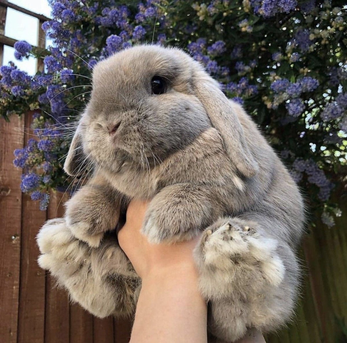 Розовый кролик