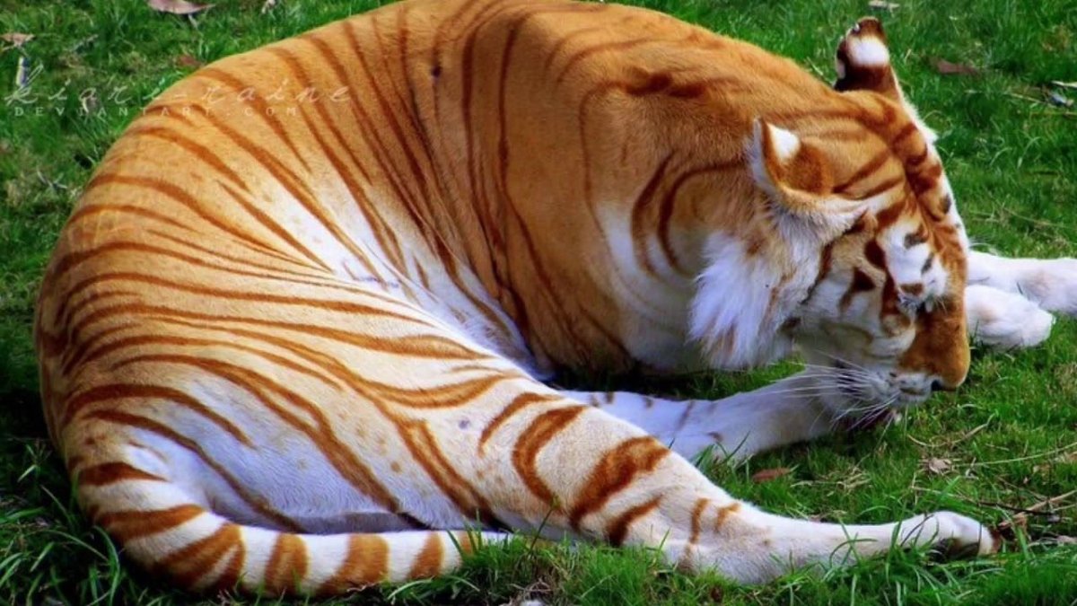 Пума Кугуар горный Лев Пума