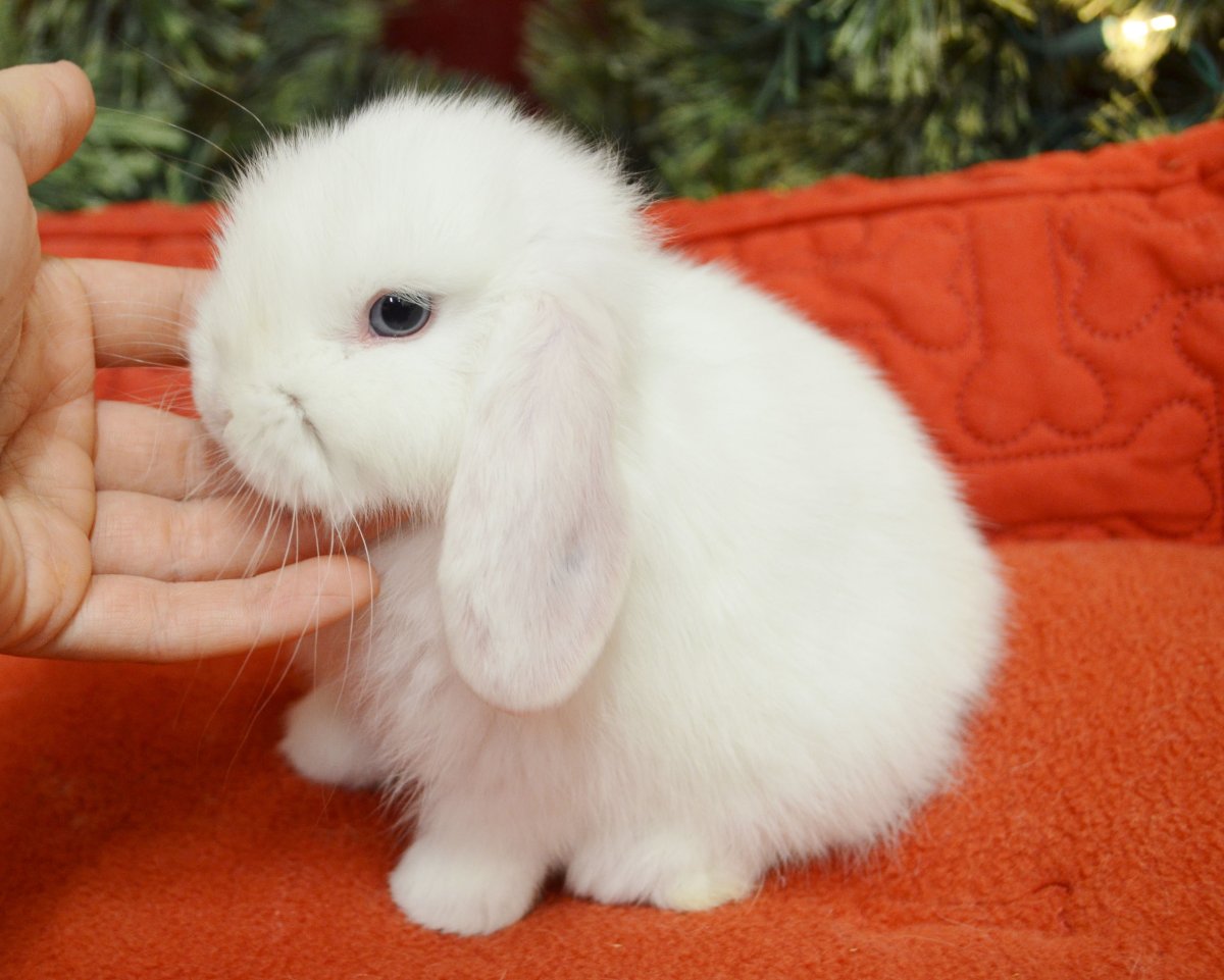 Holland lop