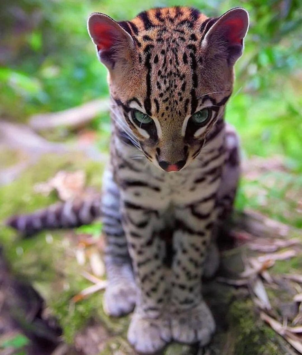 Редкие тигры