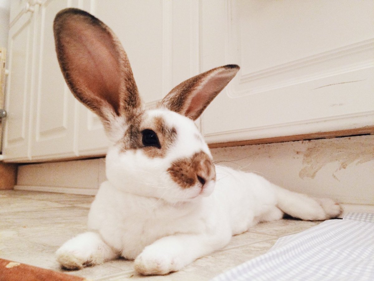 Нарядный кролик