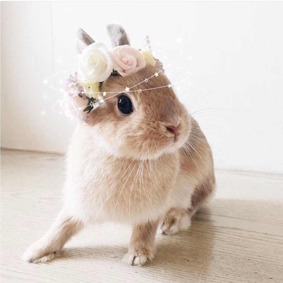 Декоративный кролик вислоухий белый кролик