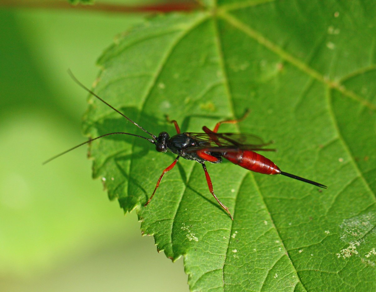 Жук Златка средней полосы