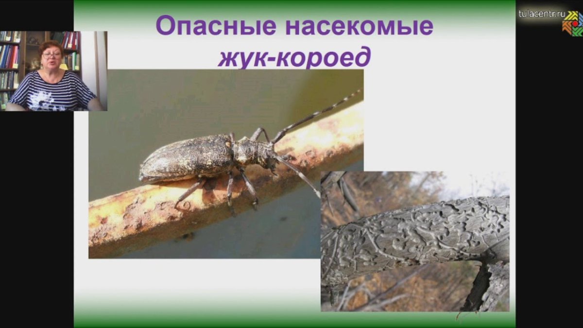 Жук короед 2 класс