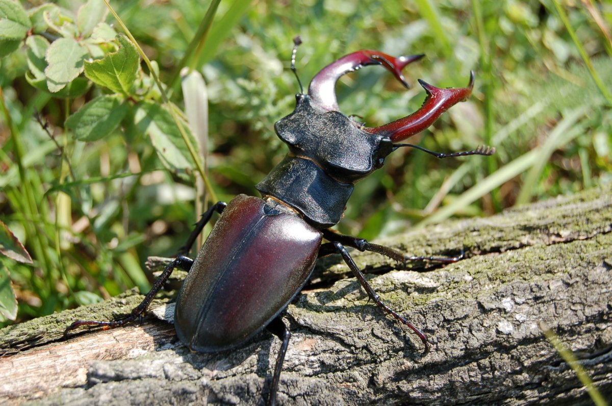 Жук олень Lucanus